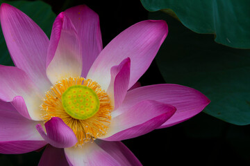 Pink lotus flower Nelumbo nucifera close up in summer