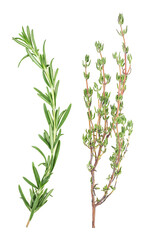 Rosemary and thyme isolated on a white background, top view. Aromatic herbs.