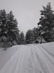 snow covered road