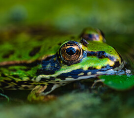 Teichfrosch