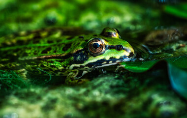 Teichfrosch