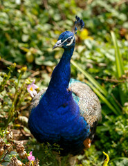 Obraz premium Indian Blue Peafowl or peacock Pavo cristatus