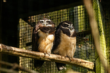 large tropical Spectacled Owl Pulsatrix perspicillata on a branch in zoo inclosure