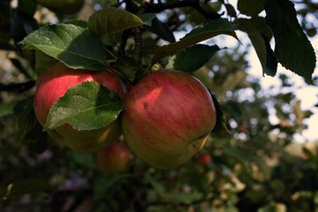 Two ripe apples hanging on the branch.