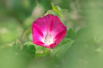 Close up of a morning glory surrounded with green leaves. 
