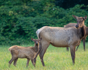 Baby elk calf with mother