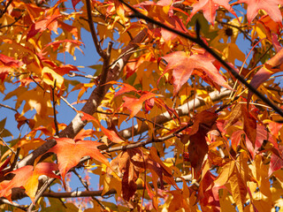 Paisaje otoñal con hojas de colores amarillos y rojos. Llinars del Valles, otoño 2019
