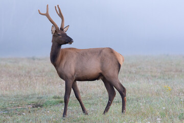 bull elk in the morning