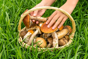 Picking mushrooms. Caucasian girls hands puts fresh edible young mushroom boletus edulis in the...