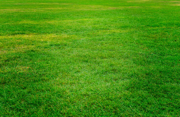 Background of green summer grass
