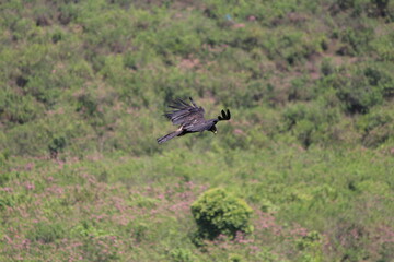 Eagle Flying - Photo taken at Vagamon, Kerala, India.