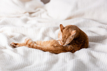 Selective focus of tabby cat lying on plaid on bed