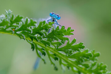 Gemeine Binsenjungfer