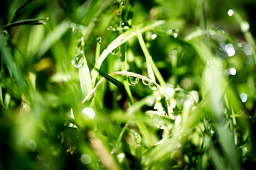 dew on grass