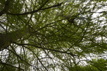 Bosque de la sierra madre oriental