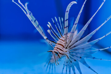 Closeup of lionfish in a marine aquarium