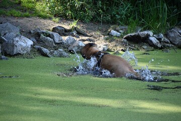 Pies kapie sie w wodzie podczas spaceru