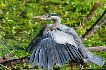 great blue heron