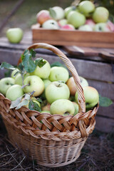 basket  with juicy apples in the garden