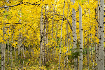 Yellow aspen tree forest on an autumn's day.