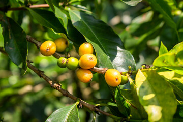 Plantation with green coffee leaves in Colombia