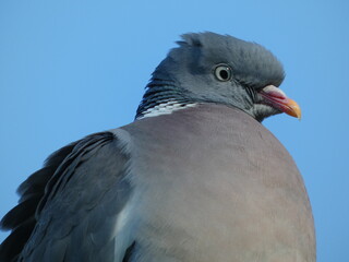 Portrait of common wood pigeon (Columba palumbus) 