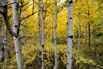 Yellow aspen tree forest on an autumn's day.