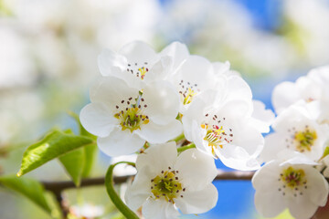 Flowers of the cherry blossoms on a spring