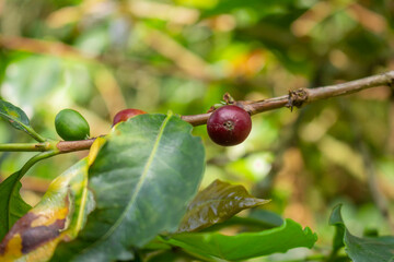 Plantation with green coffee leaves in Colombia