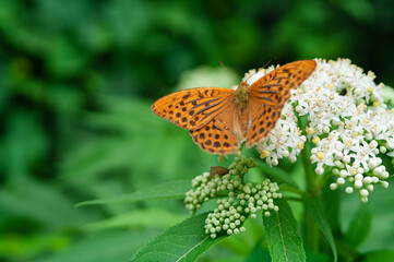 Orange brown fritillary butterfly, Argynnis paphia sitting on a white flower. Selective focus with green blurred background.