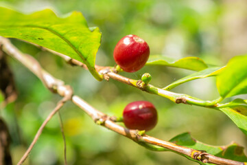 Plantation with green coffee leaves in Colombia