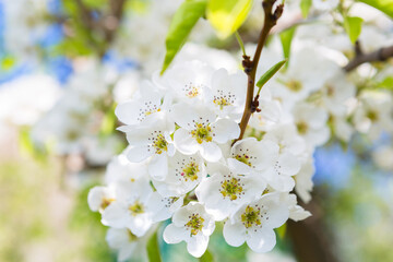 Flowers of the cherry blossoms on a spring