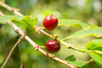 Coffee beans drying in the sun 