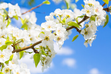 Flowers of the cherry blossoms on a spring
