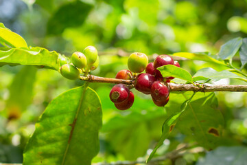 Coffee beans drying in the sun 