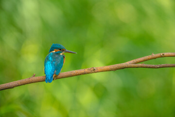 Kingfisher on branch