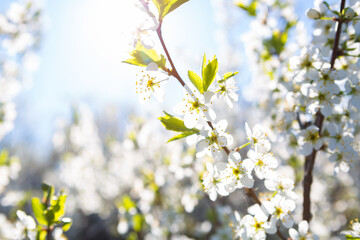 Flowers of the cherry blossoms on a spring
