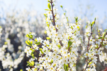 Flowers of the cherry blossoms on a spring