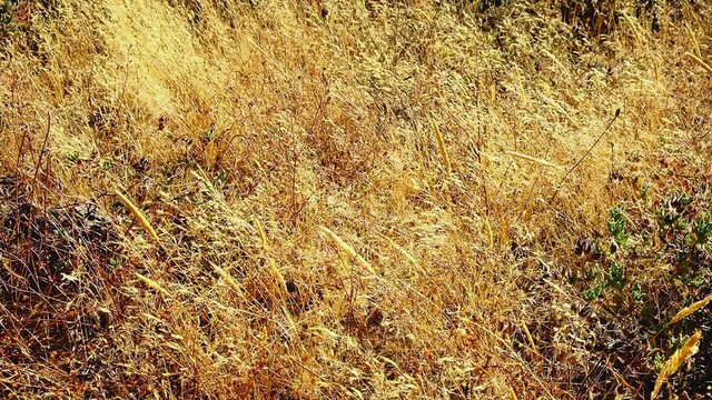 Strong wind moving the dray grass in nature