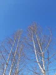 Fototapeta na wymiar Trees in winter