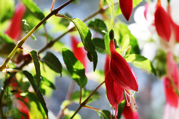 fuchsia magellanica flower, hummingbird fuchsia or hardy fuchsia, Hanging fuchsia flowers in shades...