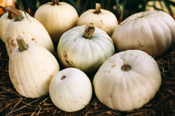 White pumpkins lying on hay. Halloween and Thanksgiving