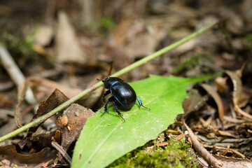 Geotrupes stercorarius, earth-boring dung beetle, Dor