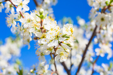 Flowers of the cherry blossoms on a spring