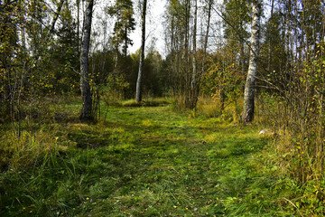 Obraz premium rare birch forest with shrubs