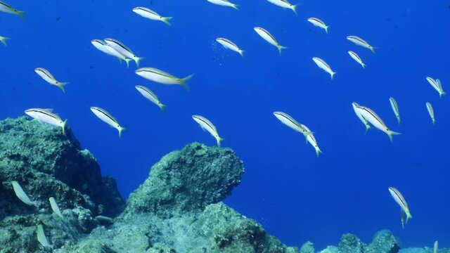 underwater scenery blue water damsel fish school ocean scenery mediterranean