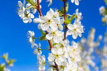 Flowers of the cherry blossoms on a spring