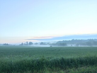 Fototapeta na wymiar misty morning in the field
