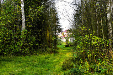 Obraz premium forest on the outskirts of the village