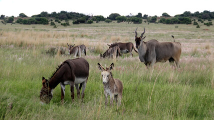 Naklejka na ściany i meble Landscape photo of donkeys and a eland, spring time, just after the first rain. Parys, Dome, Northwest, South Africa.